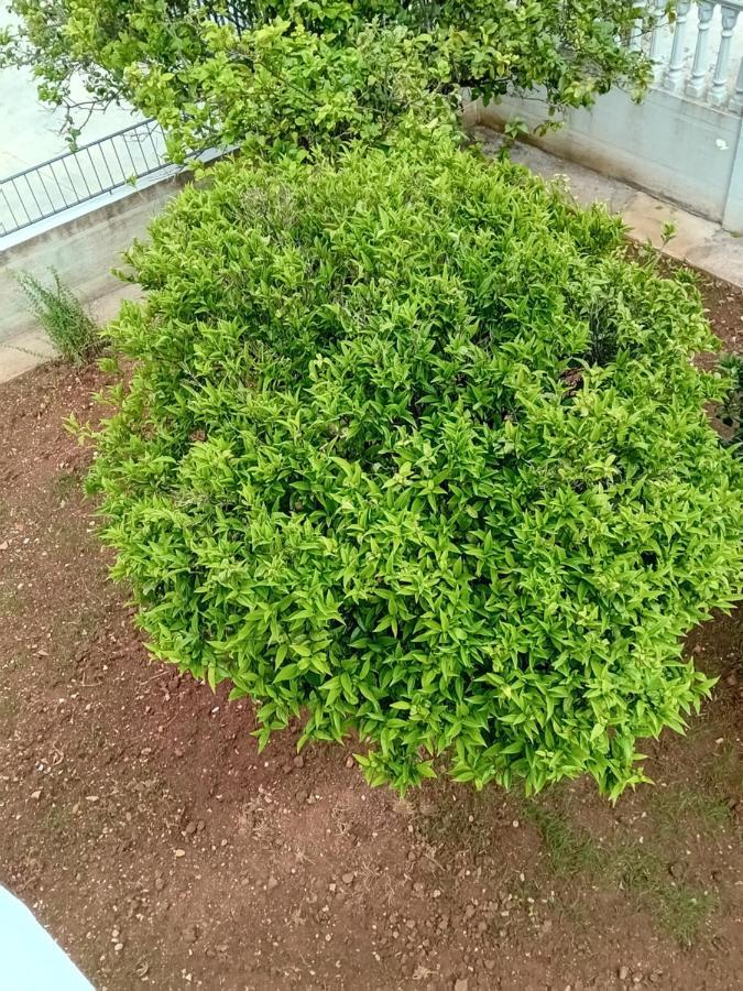 Apartman Alfio